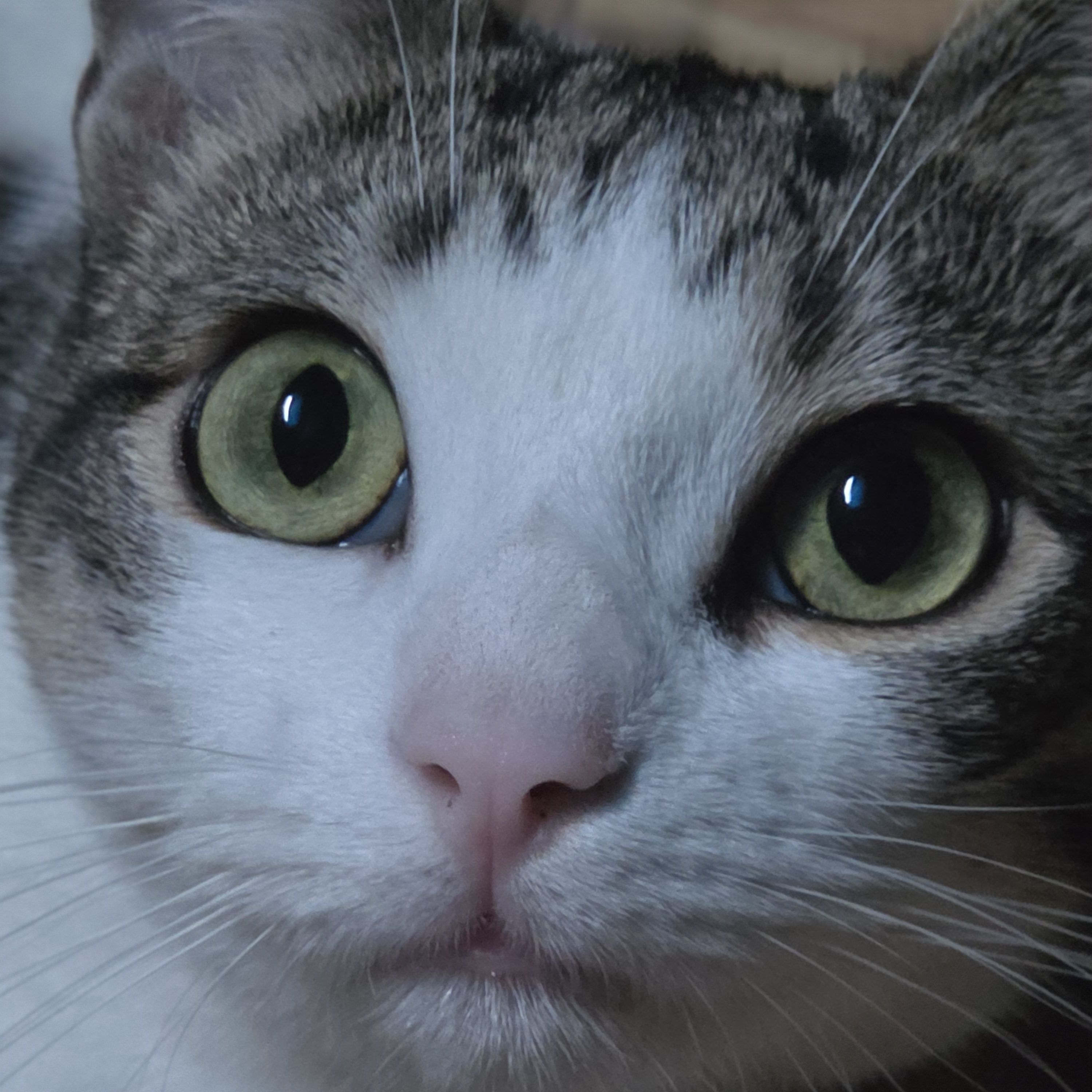 Louna